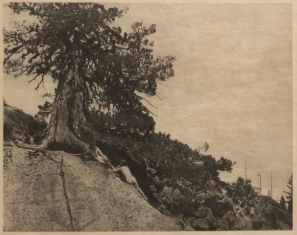 Anne Bridgman, Dryads, 1913. Photogravure. Columbus Museum of Art, Gift of Richard M. and Elizabeth M. Ross.