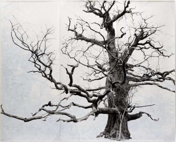 Tacita Dean, Beauty, 2006. Gouache on black and white fibre-based photograph mounted on paper, 141 × 147 in. (358.1 × 373.4 cm). San Francisco Museum of Modern Art; Purchase through a gift of Raoul Kennedy in memory of Patricia A. Kennedy. © Tacita Dean. Photo: Tenari Tuatagaloa