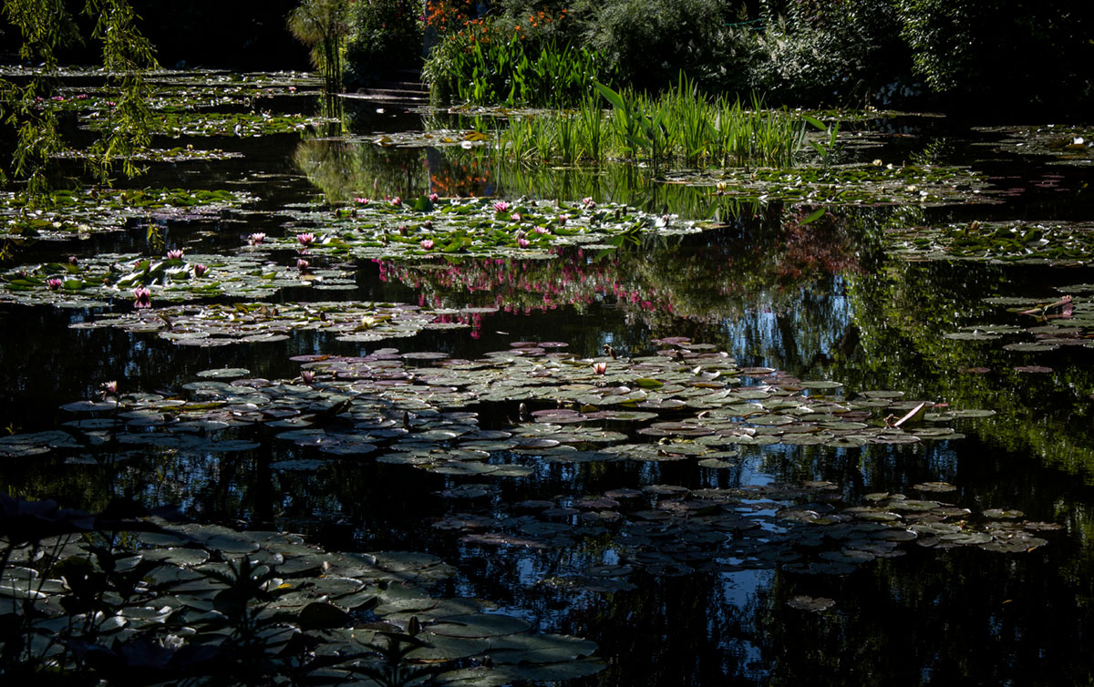 Mark E Fohl - Monet's Lilies