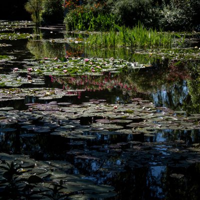 Mark E Fohl - Monet's Lilies