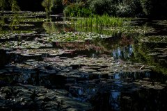 Mark E Fohl - Monet's Lilies